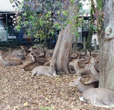 nolisoli fixture nara deer