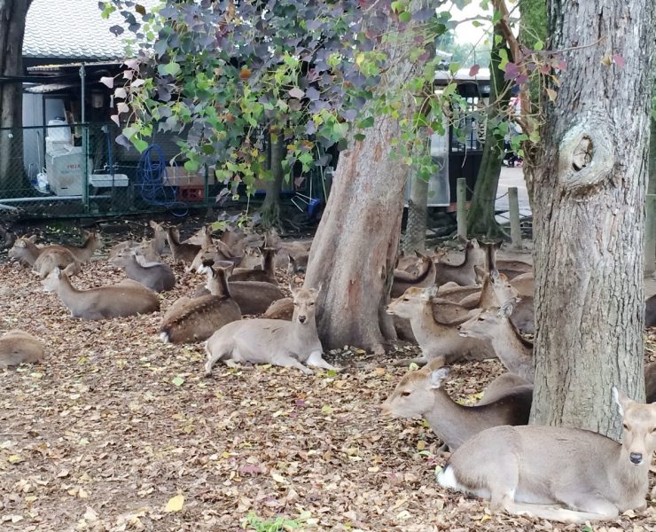 nolisoli fixture nara deer