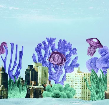 nolisoli be fixture fish sea environment