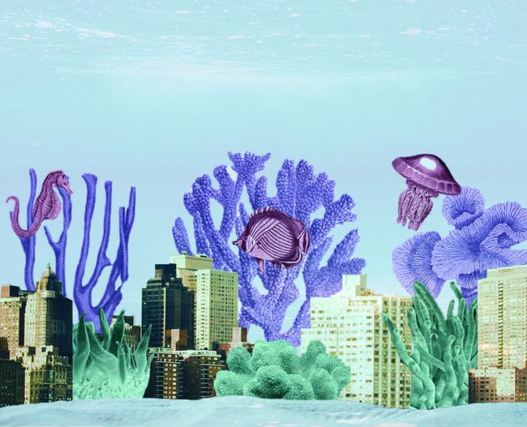 nolisoli be fixture fish sea environment