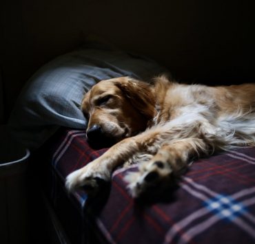 nolisoliph dog asleep sick