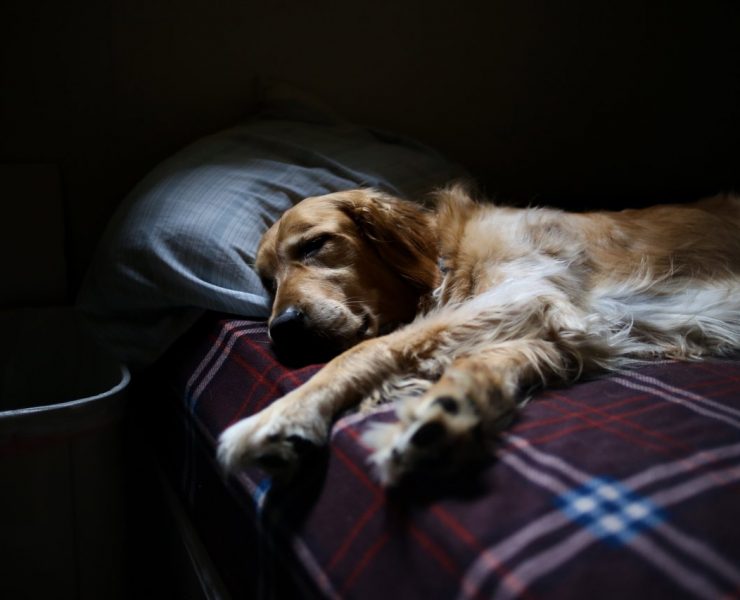 nolisoliph dog asleep sick