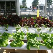 Hydroponics