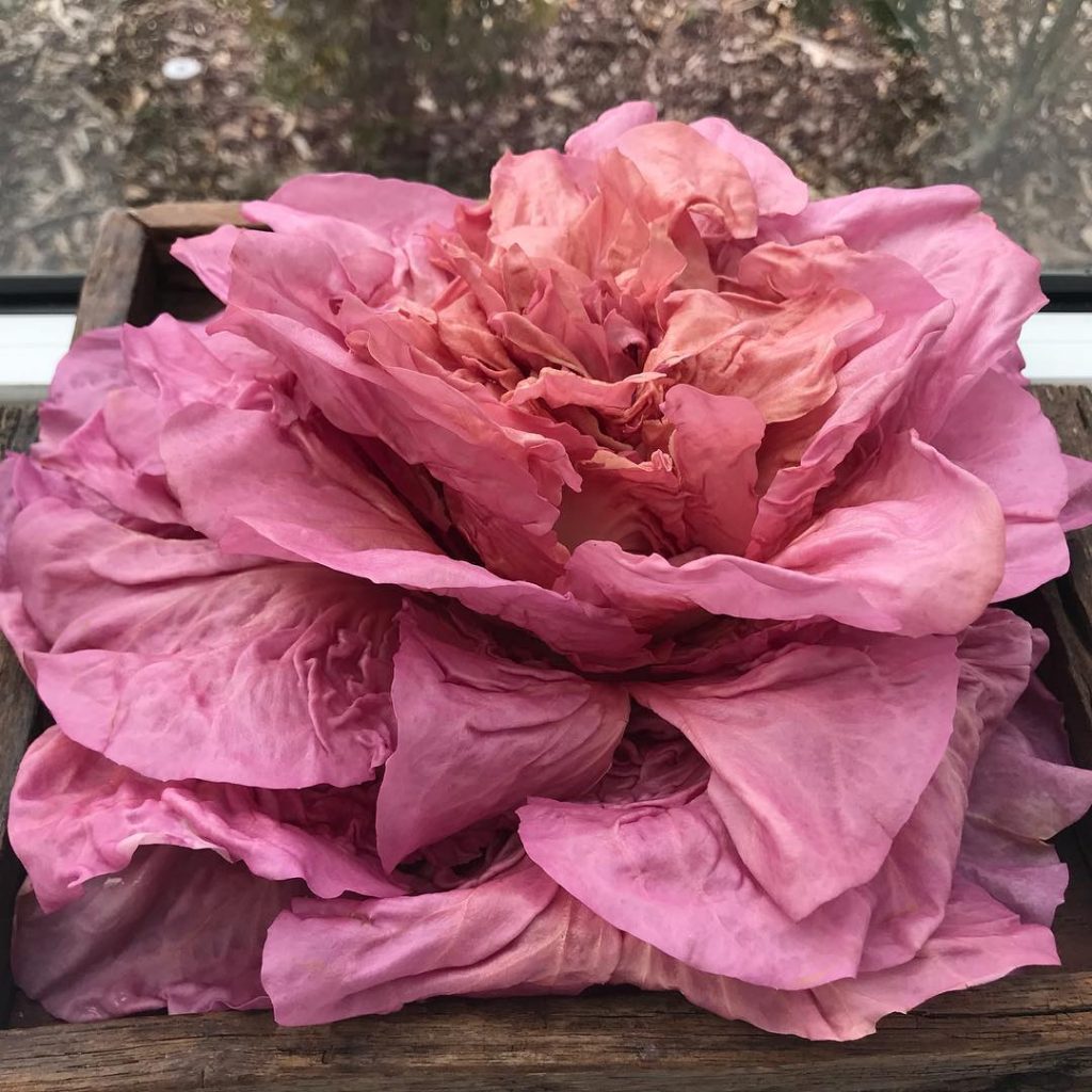 nolisoli pink lettuce