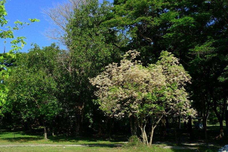 graduating students plant trees