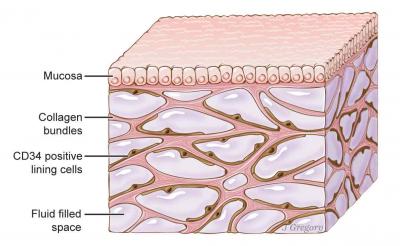 nolisoli care new organ interstitium