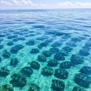 nolisoli marine institute adopt clam