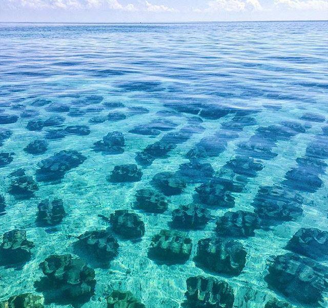 nolisoli marine institute adopt clam