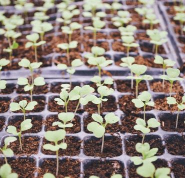 nolisoli manila grows food group facebook