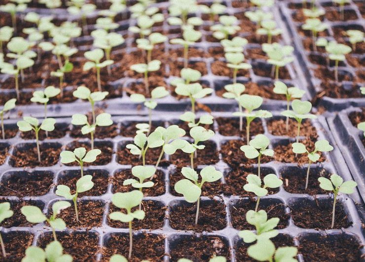 nolisoli manila grows food group facebook