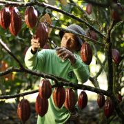 Malagos Chocolate Facebook