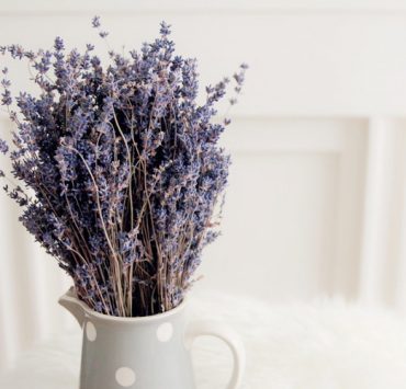 nolisoli sponsored pine-sol