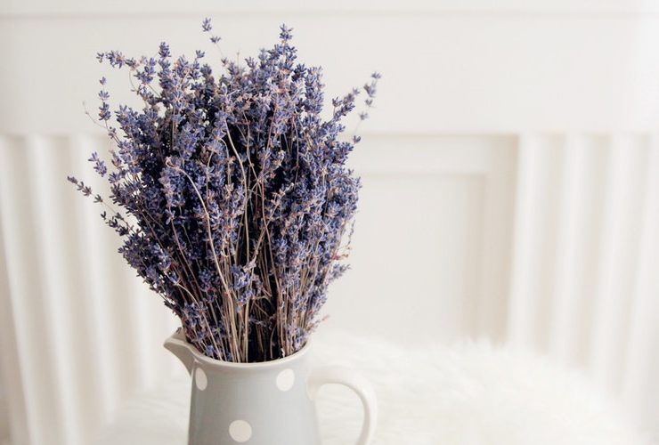 nolisoli sponsored pine-sol