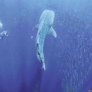 nolisoli whale shark butanding boracay