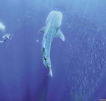 nolisoli whale shark butanding boracay