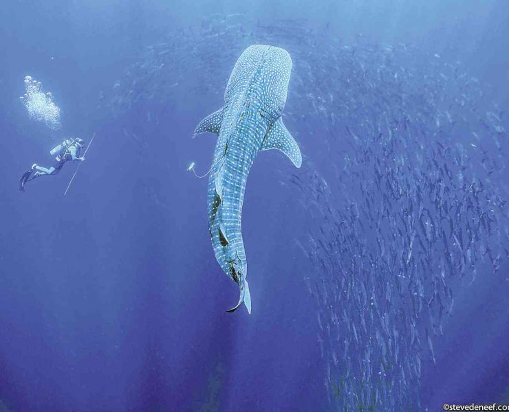 nolisoli whale shark butanding boracay