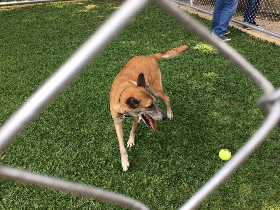 hound haven retired service dogs shelter