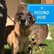 hound haven retired service dogs shelter
