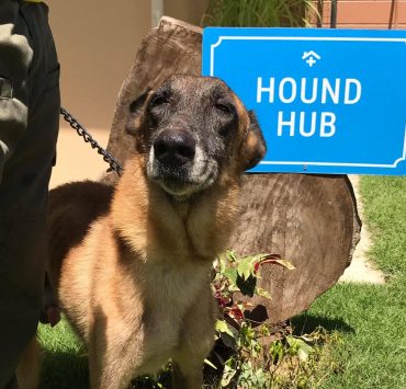 hound haven retired service dogs shelter