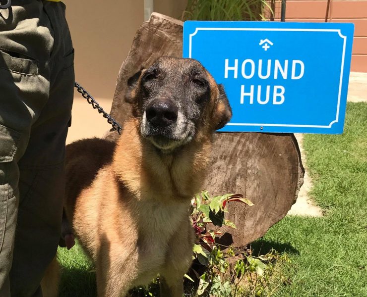 hound haven retired service dogs shelter