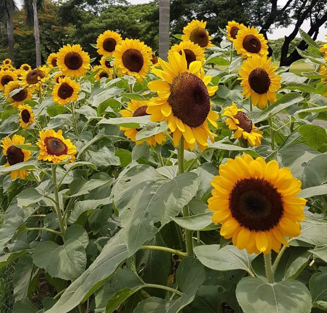 Dexter Lacuna Instagram UP Diliman sunflowers