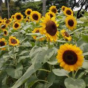 Dexter Lacuna Instagram UP Diliman sunflowers