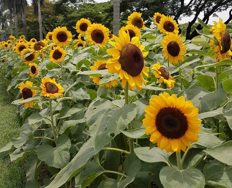 Dexter Lacuna Instagram UP Diliman sunflowers