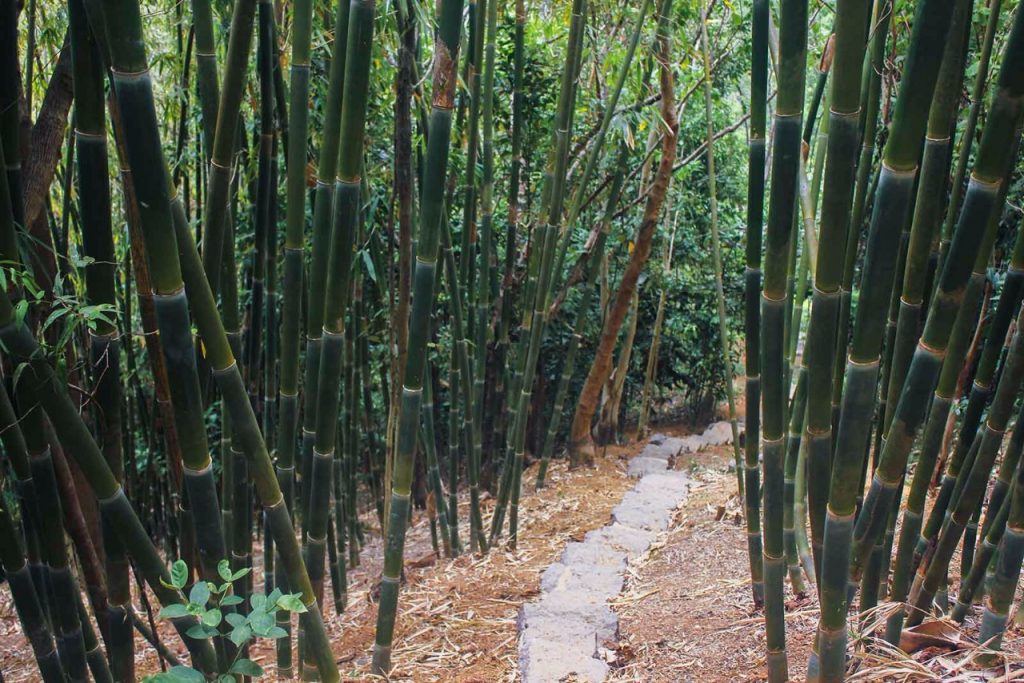 nolisoliph masungi georeseve legacy trail reforestation