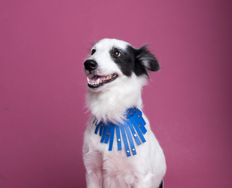 nolisoli bea blog george