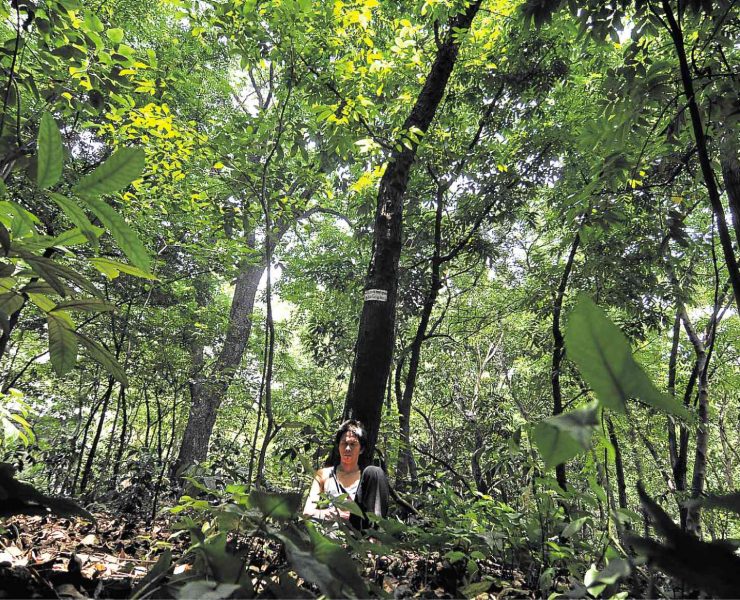 nolisoli arroceros forest park