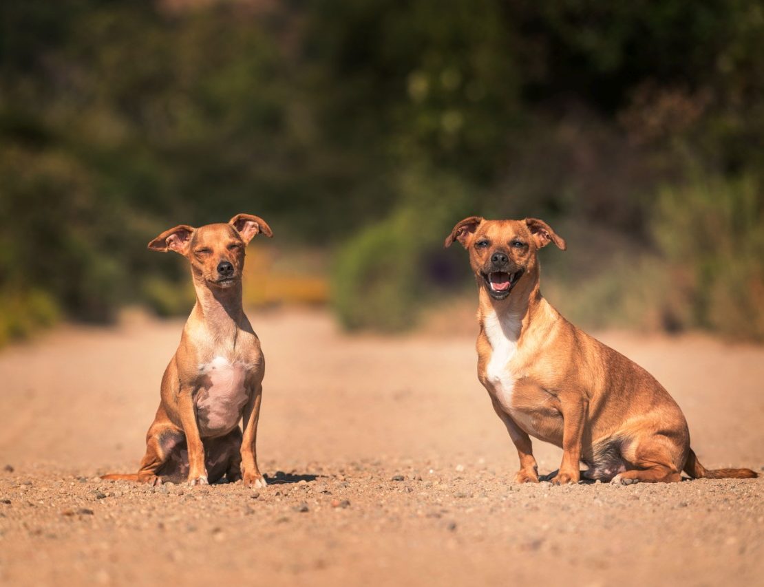 nolisoli instagram it started with sam dogs rescue