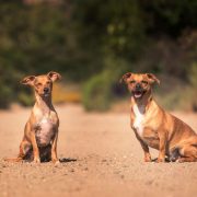 nolisoli instagram it started with sam dogs rescue