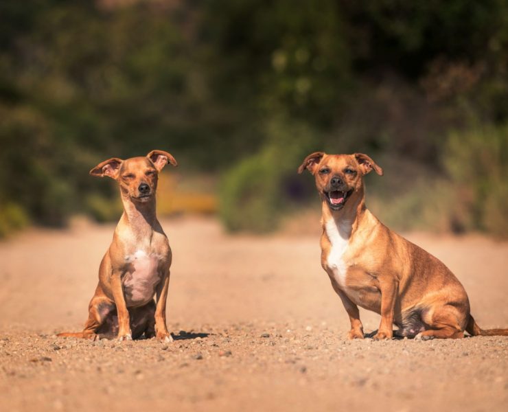 nolisoli instagram it started with sam dogs rescue