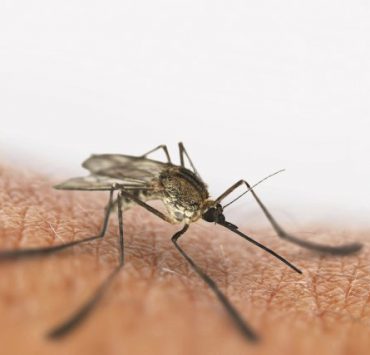 nolisoli mosquito