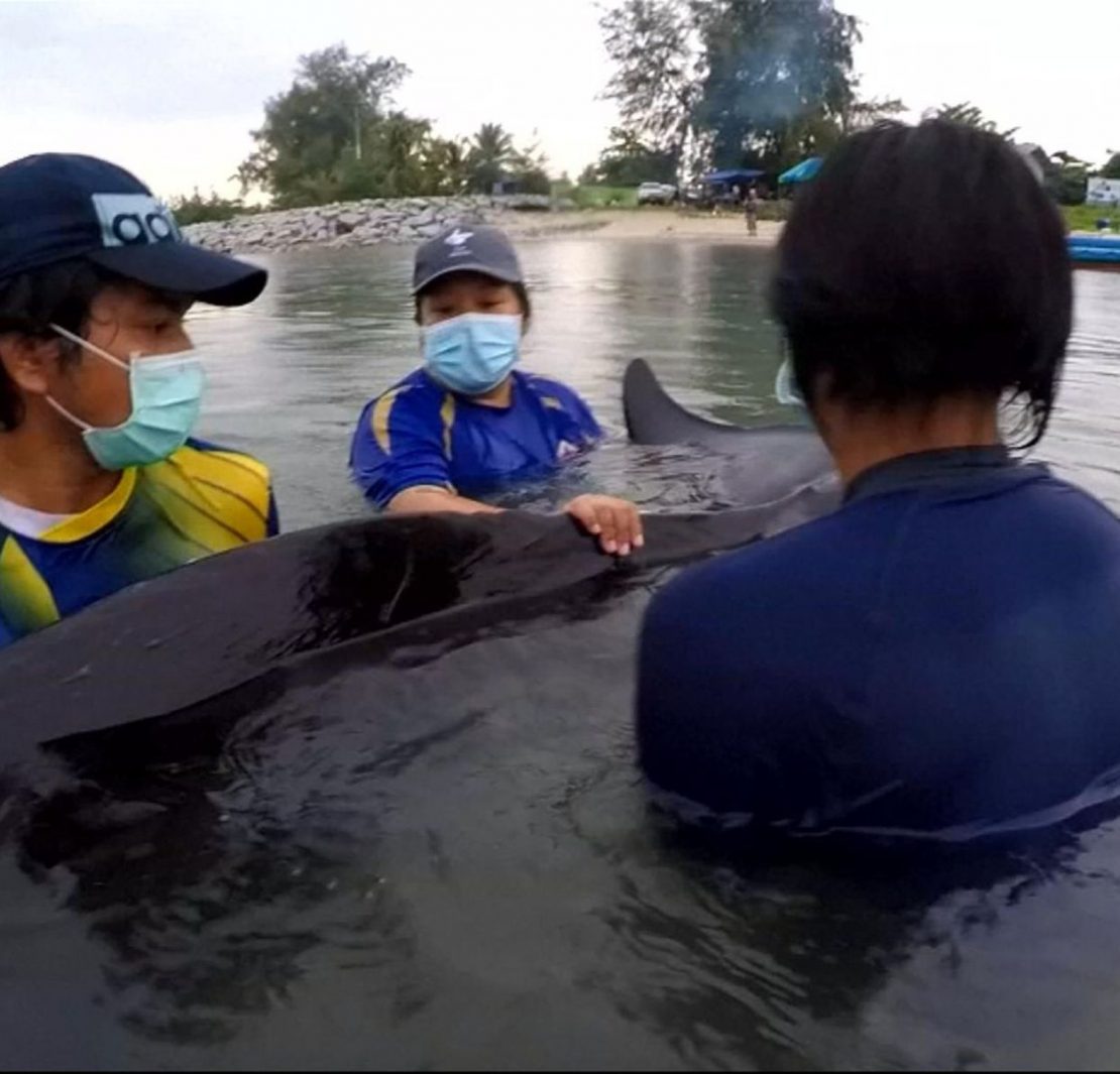 nolisoli dead whale thailand