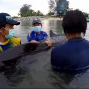 nolisoli dead whale thailand