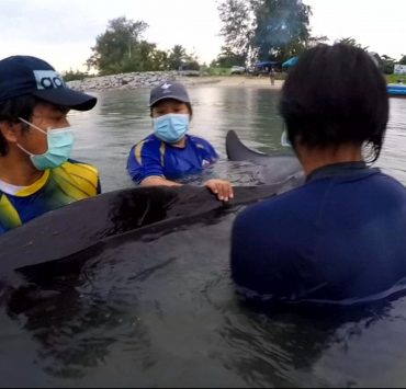 nolisoli dead whale thailand