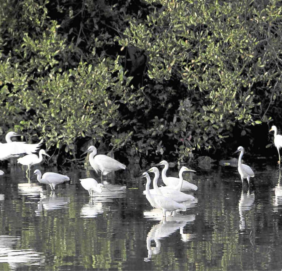 nolisoli national parks nipas law