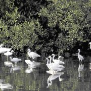 nolisoli national parks nipas law