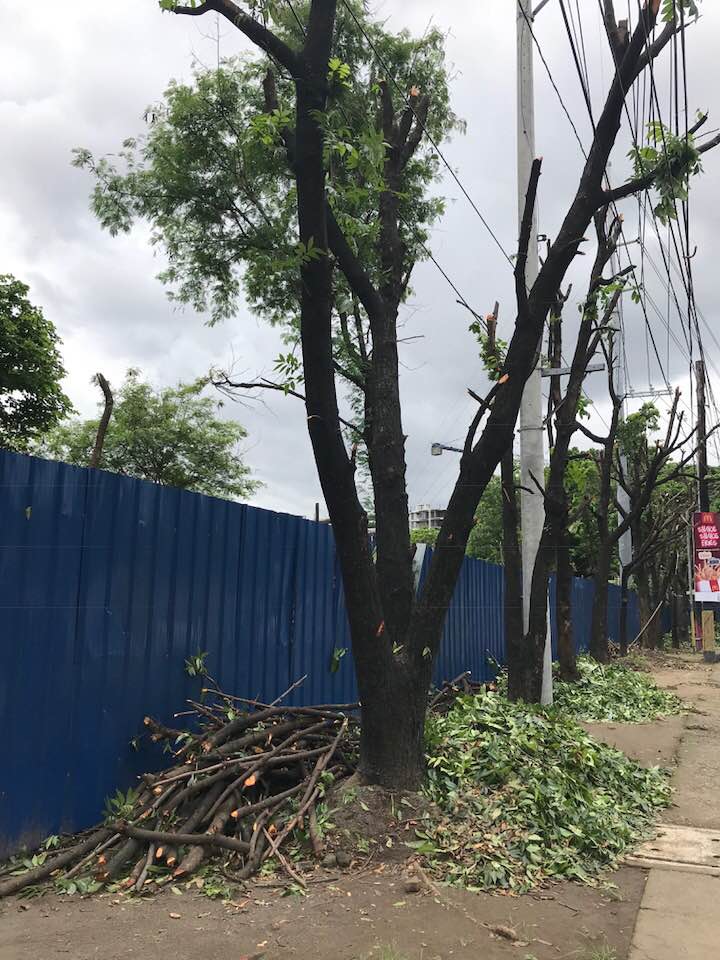 trees being cut down at lawton avenue for road widening