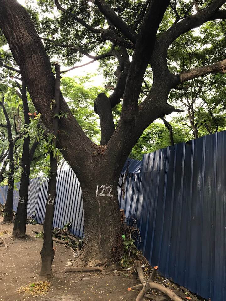 trees being cut down at lawton avenue for road widening