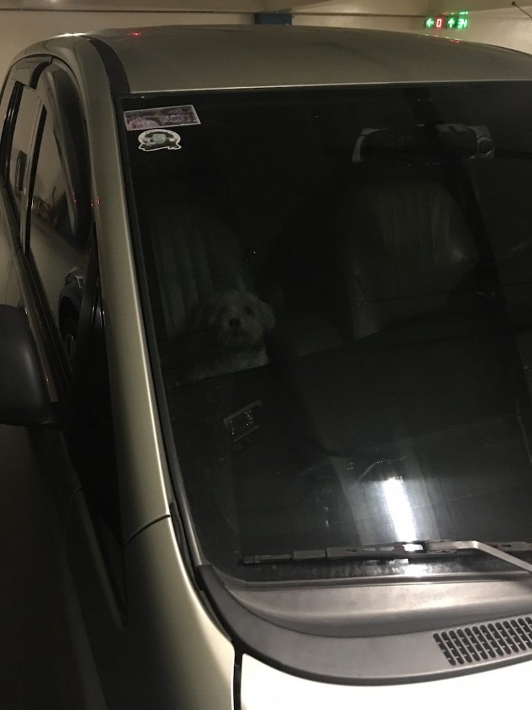 nolisoli fixture negligent pet owners dog locked car hot vehicle