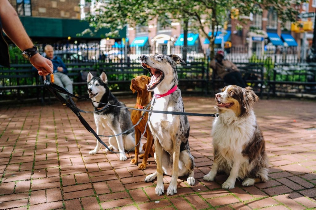 dog