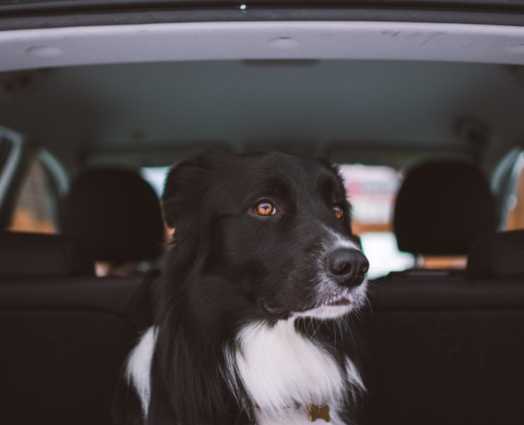 nolisoli nolisoli.ph be fixture dogs left in hot cars closed windows pets