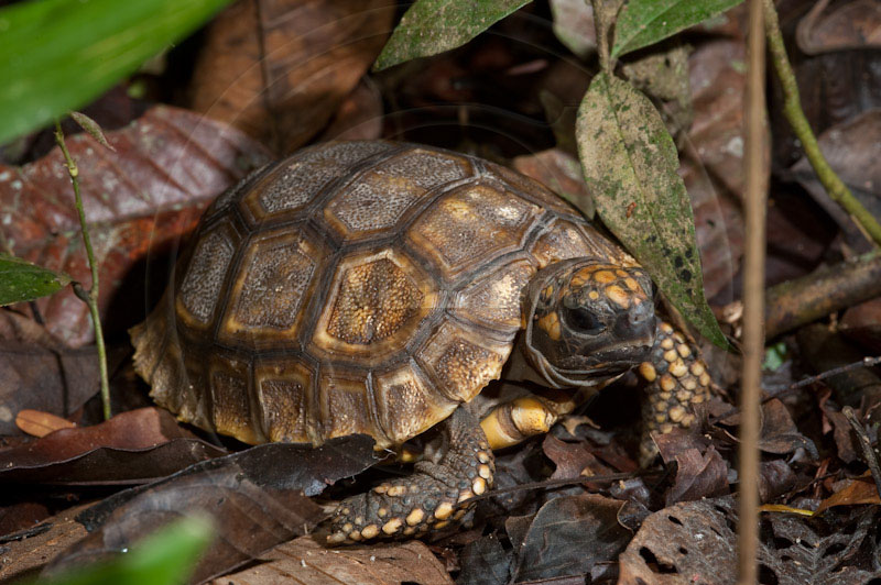 yellow-footed tortoise