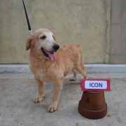 nolisoli.ph k9 dogs adopt pdea