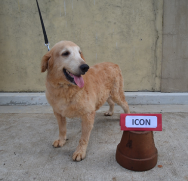 nolisoli.ph k9 dogs adopt pdea