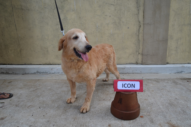 nolisoli.ph k9 dogs adopt pdea