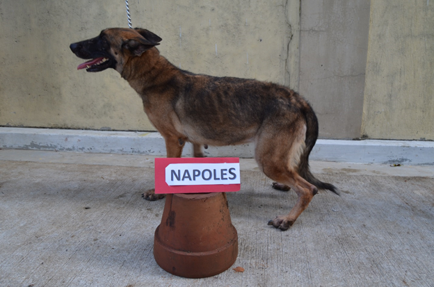nolisoli.ph k9 dogs adopt pdea