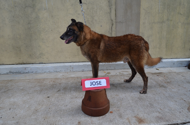 nolisoli.ph k9 dogs adopt pdea